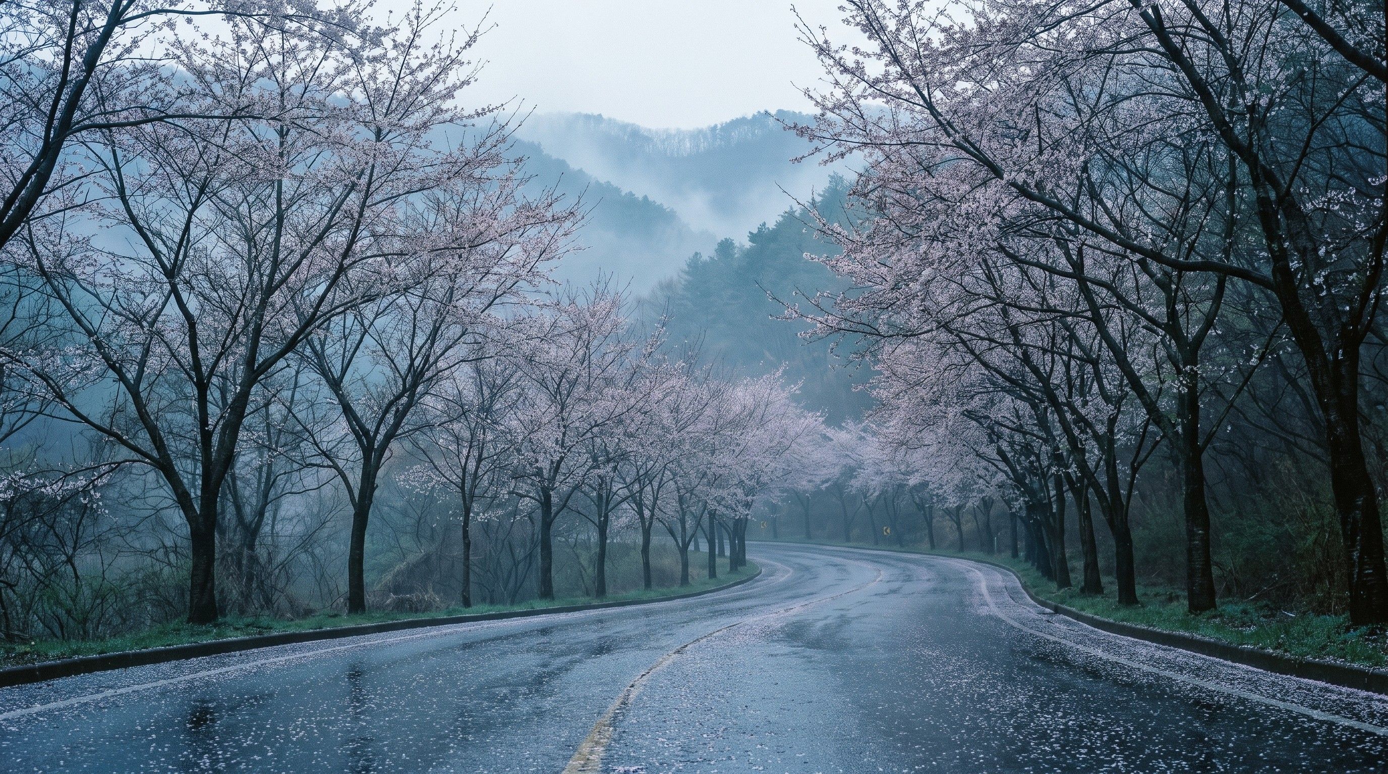 A mountain road through blossoming cherry trees in blue fog