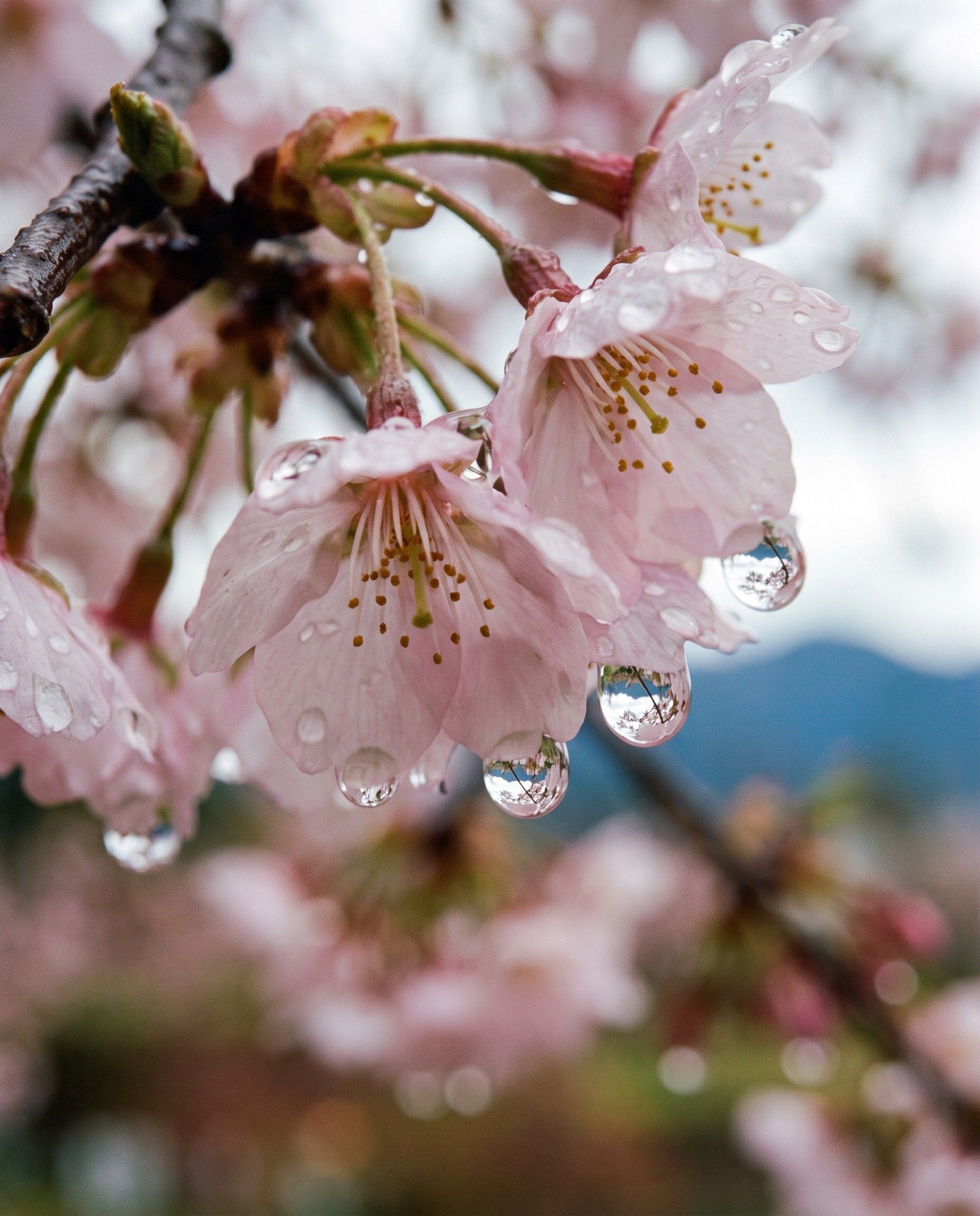 Water droplets on cherry blossoms after rain